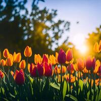 Natural floral background, Colorful tulip flowers bloom in the spring garden. photo