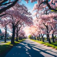 Cherry blossoms in full bloom. photo