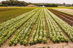 Field with flowers photo