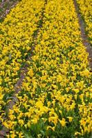 Field with flowers photo