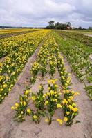 Field with flowers photo