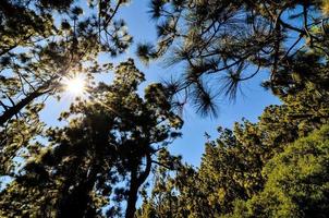 Trees in the forest photo