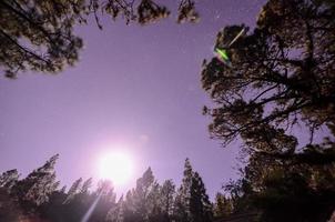 Trees in the forest photo