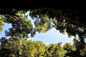 Trees in the forest photo