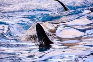 un orca en el agua foto