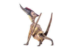 dinosaurus , dsungaripterus geïsoleerd achtergrond png