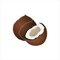 Coconut Illustration Vector