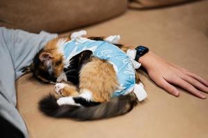 hombre mano con dormir gato en un vendaje después cirugía. cuidado de un mascota después cavitario operación esterilización. foto