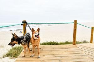 Dogs on the walkway photo