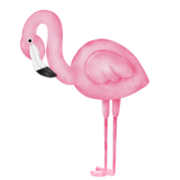 waterverf roze flamingo clip art. png