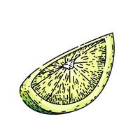 lime slice cut sketch hand drawn vector