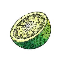 lime slice citrus sketch hand drawn vector