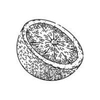 lime slice citrus sketch hand drawn vector