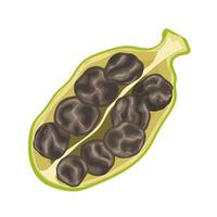 cardamom seed organic cartoon vector illustration