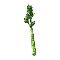 celery leaf sketch hand drawn vector