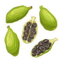 cardamomo verde semilla conjunto dibujos animados vector ilustración