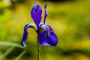 Beautiful violet irises under the sun light photo