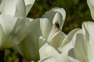 tulipanes blancos con un insecto en un pétalo foto