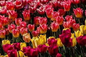 Spring field of colorful tulips photo