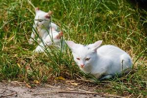 White cats sit in the green grass on a summer day photo