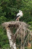 A pair of storks in the nest photo