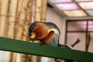 Squirrel eats fruit with a large plan photo