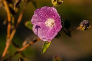 Summer field of macro flowers in close-up drops photo