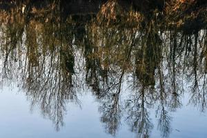 antecedentes con arboles foto