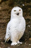 beautiful white owl with yellow eyes and beak photo