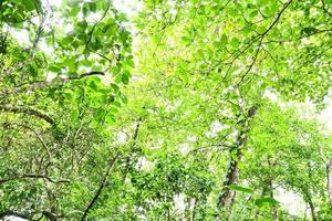 View of the forest photo