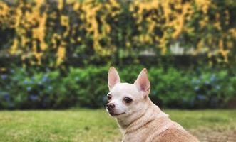 marrón corto pelo chihuahua perro sentado en verde césped en el jardín con amarillo flores fondo negro, mirando a cámara. foto