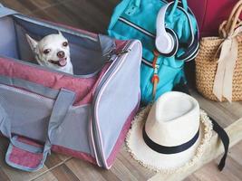 brown  Chihuahua dog sitting in traveler pet carrier bag in balcony with travel accessories, ready to travel. Safe travel with animals. photo