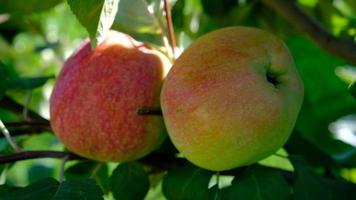 verde rama de manzana árbol con hojas y rojo maduro frutas manzanas en el jardín. Fresco y jugoso manzanas Listo para cosecha. rural paisaje, huerta. de cerca. movimiento de hojas desde el viento. video