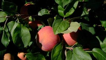 verde ramo do maçã árvore com folhas e vermelho maduro frutas maçãs dentro a jardim. fresco e suculento maçãs pronto para colheita. rural paisagem, Pomar. fechar-se. movimento do folhas a partir de a vento. video