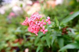 Cute little pink flower botanical photo