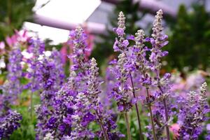 linda pequeño dulce púrpura lavanda botánico foto