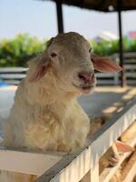 Goat staring at the camera photo