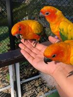 Feeding little cute parrots photo