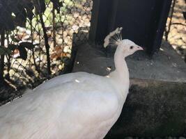 Beautiful pheasant on the zoo photo