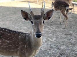 linda pequeño ciervo curioso a el cámara foto