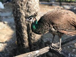 Beautiful pheasant on the zoo photo