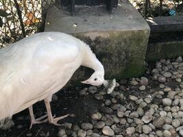 Beautiful pheasant on the zoo photo