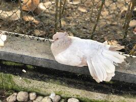 hermosa y pequeño pollo hacer un gracioso cara foto