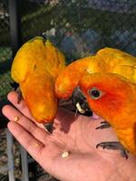Feeding little cute parrots photo