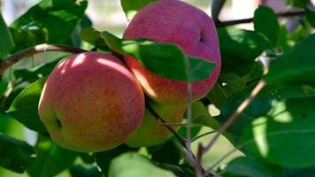 grön gren av äpple träd med löv och röd mogen frukt äpplen i de trädgård. färsk och saftig äpplen redo för skörda. lantlig landskap, fruktträdgård. närbild. rörelse av löv från de vind. video