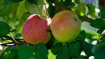 verde ramo do maçã árvore com folhas e vermelho maduro frutas maçãs dentro a jardim. fresco e suculento maçãs pronto para colheita. rural paisagem, Pomar. fechar-se. movimento do folhas a partir de a vento. video