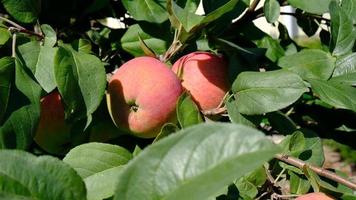 verde ramo do maçã árvore com folhas e vermelho maduro frutas maçãs dentro a jardim. fresco e suculento maçãs pronto para colheita. rural paisagem, Pomar. fechar-se. movimento do folhas a partir de a vento. video