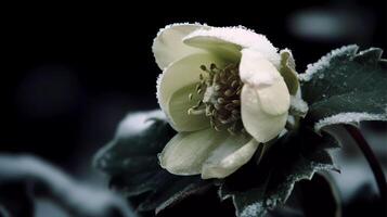 hermosa botánico flor elegancia estado animico o emoción generativo ai foto