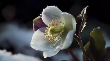 hermosa botánico flor elegancia estado animico o emoción generativo ai foto