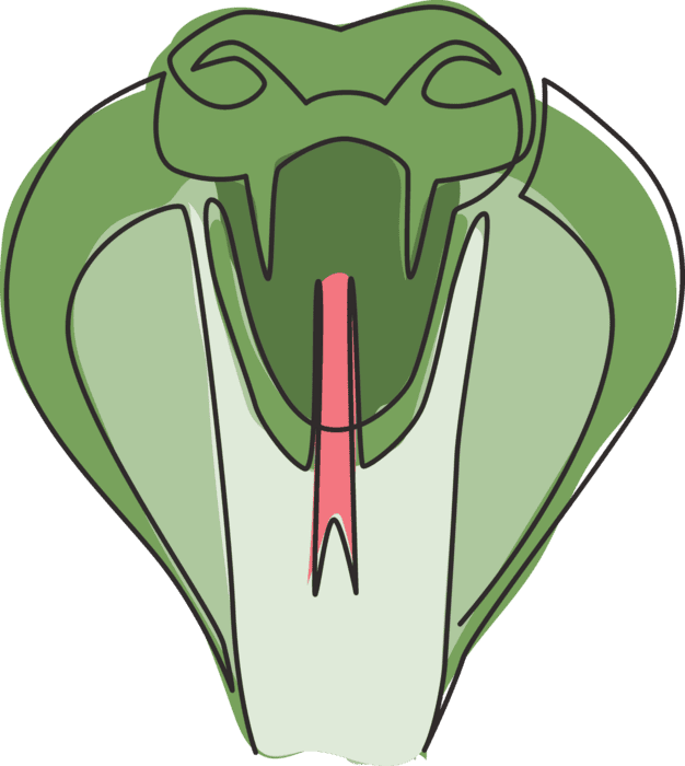 Python Logo PNG para descargar gratis